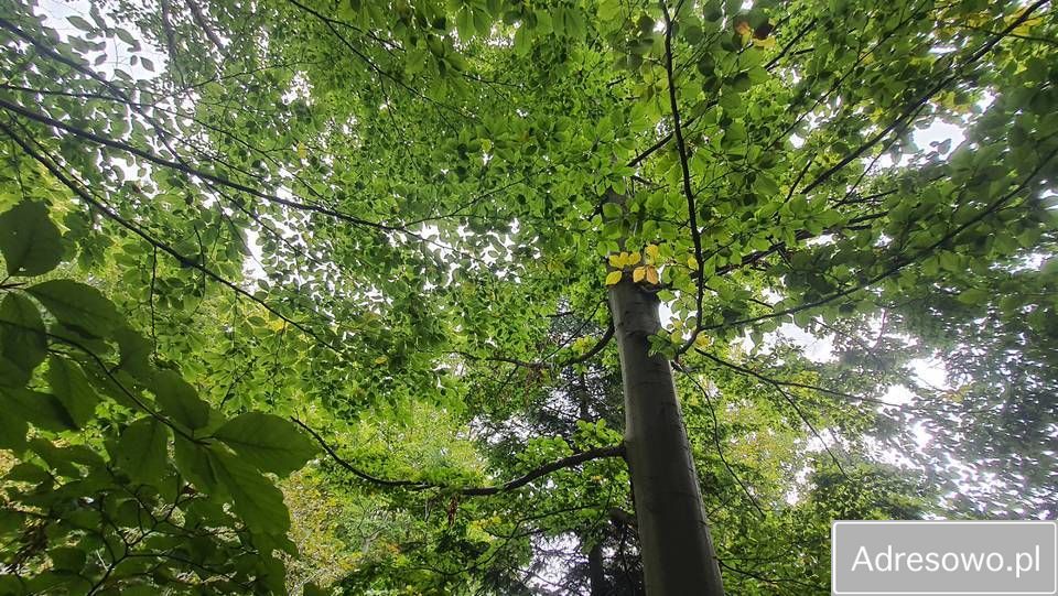 Działka leśna Tokarnia. Zdjęcie 3