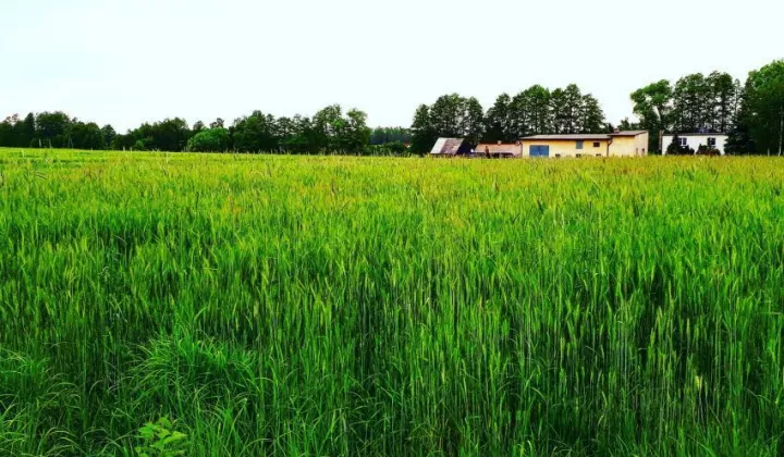 Działka budowlana Kalisz