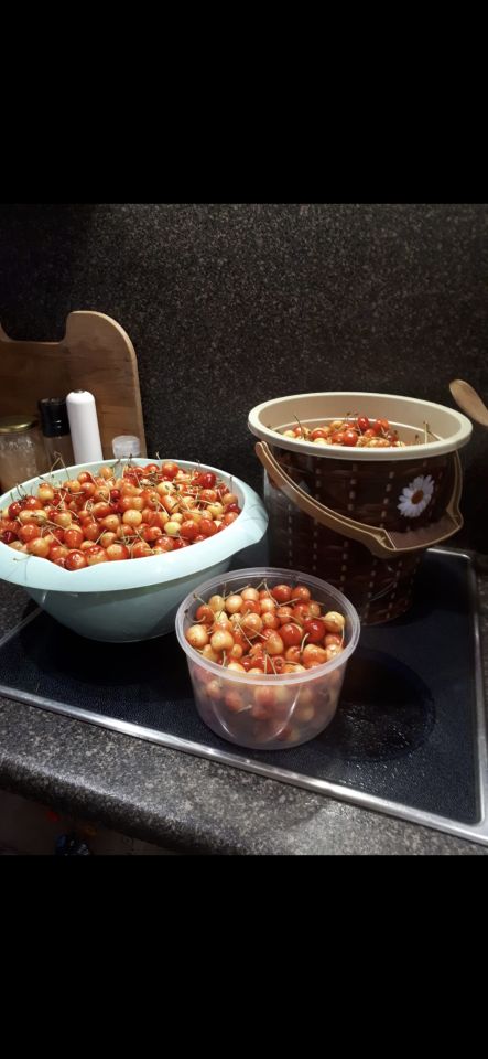 Działka rod Olsztyn Pieczewo, ul. Wisławy Szymborskiej. Zdjęcie 11