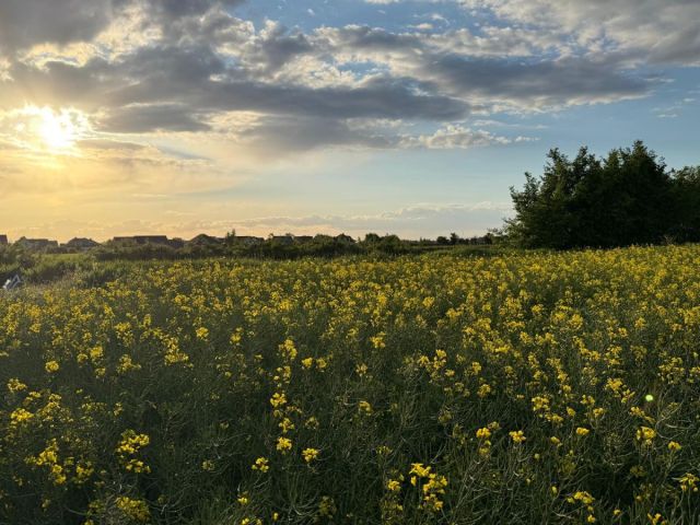 Działka budowlana Żerniki Wrocławskie, ul. Dębowa. Zdjęcie 10