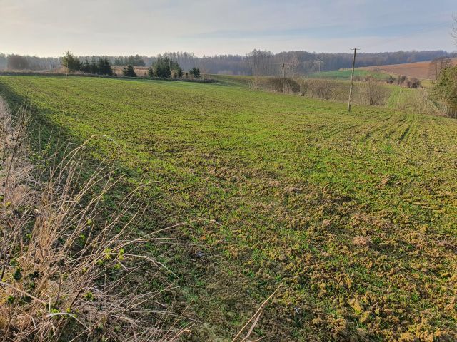 Działka budowlana Józefów-Pociecha, Pociecha. Zdjęcie 4