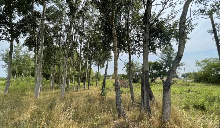 Działka budowlana Kampinos A