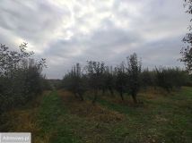 Działka rolno-budowlana Kazimierz Dolny Jeziorszczyzna