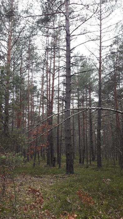Działka leśna Huta Drewniana Wymysłów. Zdjęcie 3