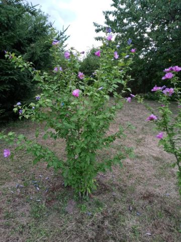 Działka rod Rzeszów Słocina, ul. Henryka Wieniawskiego. Zdjęcie 9