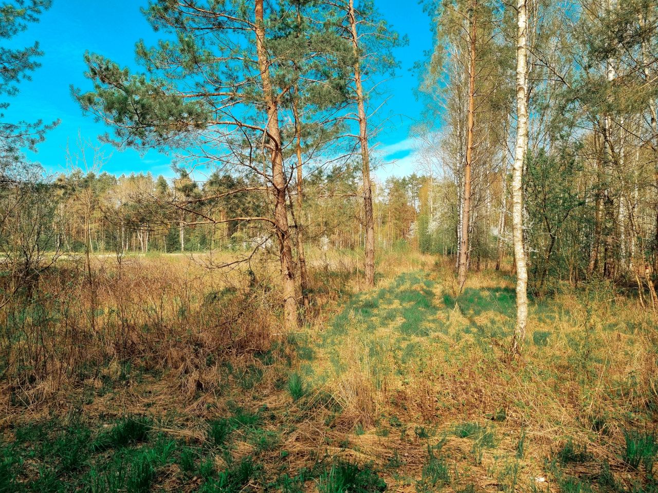 Działka rolno-budowlana Zabłudów, ul. Kolonia. Zdjęcie 6