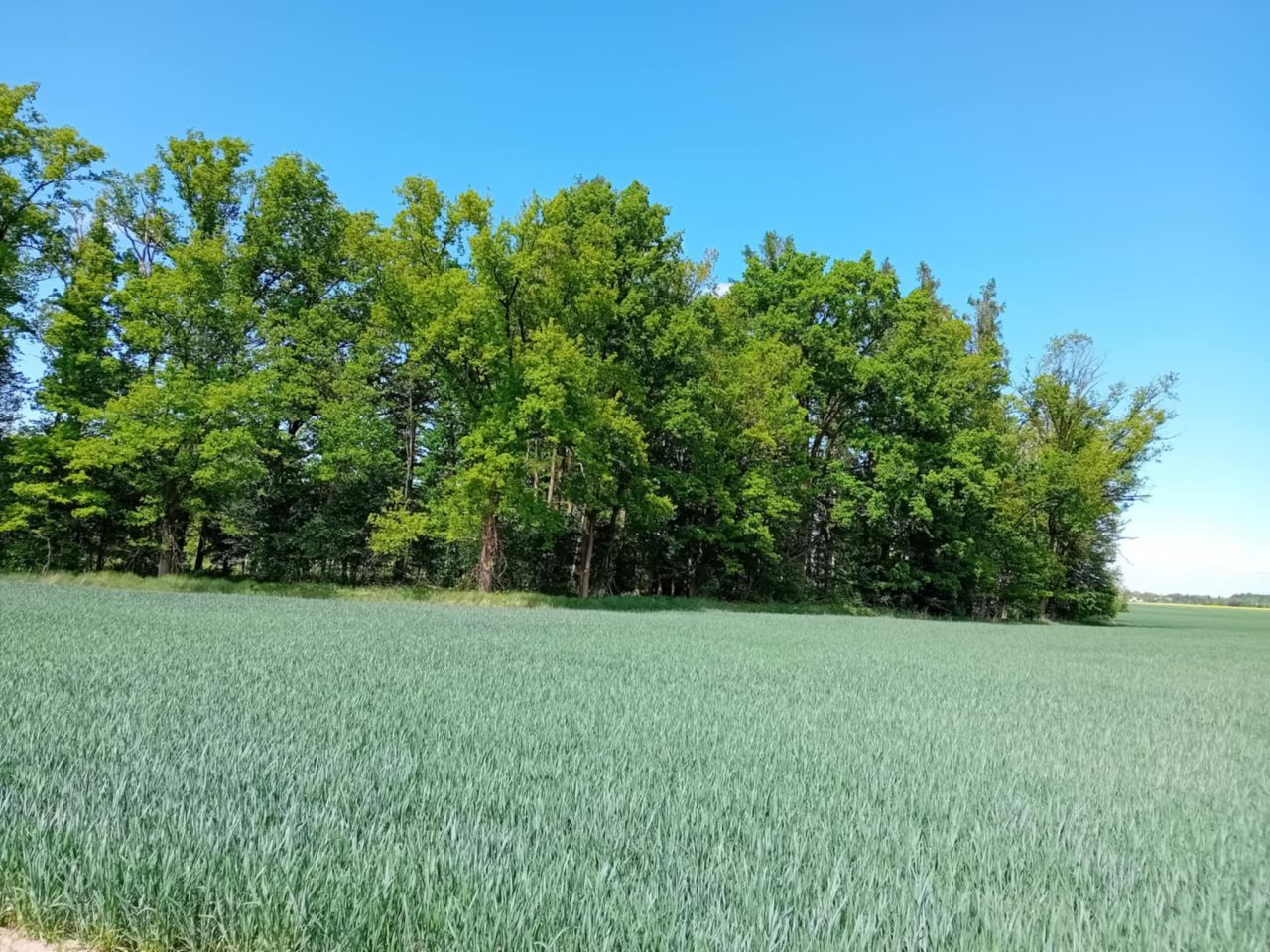 Działka budowlana Lipno. Zdjęcie 3