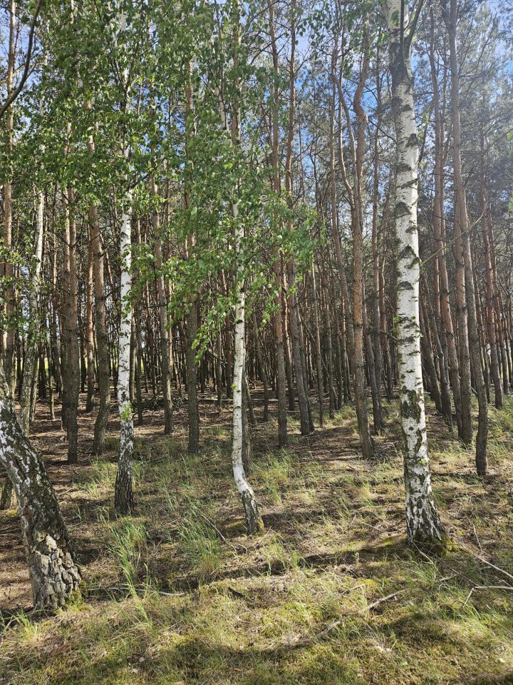 Działka budowlana Czermno. Zdjęcie 11