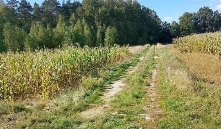Działka rolna Podwody-Kolonia