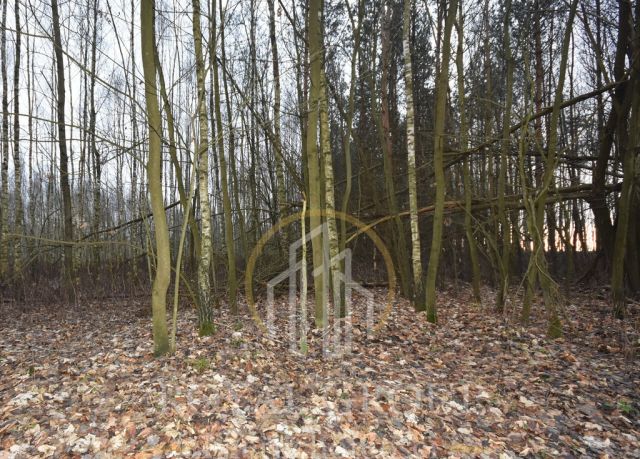 Działka leśna Jawidz. Zdjęcie 3
