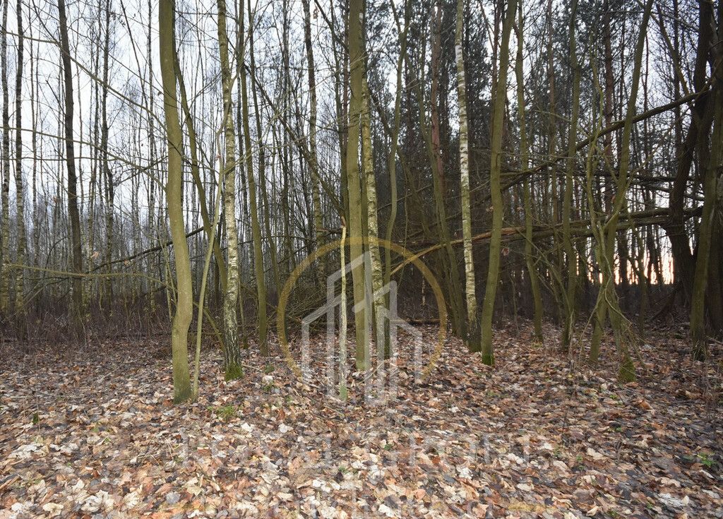 Działka leśna Jawidz. Zdjęcie 3