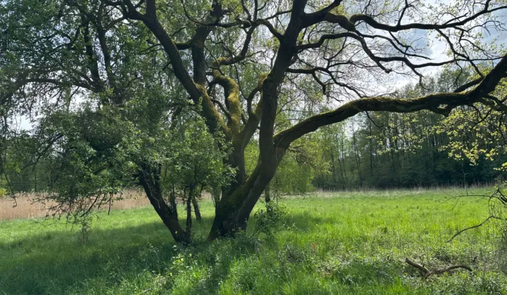 Działka rolna Wołów
