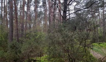 Działka leśna Sinogóra