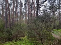 Działka leśna Sinogóra. Zdjęcie 1