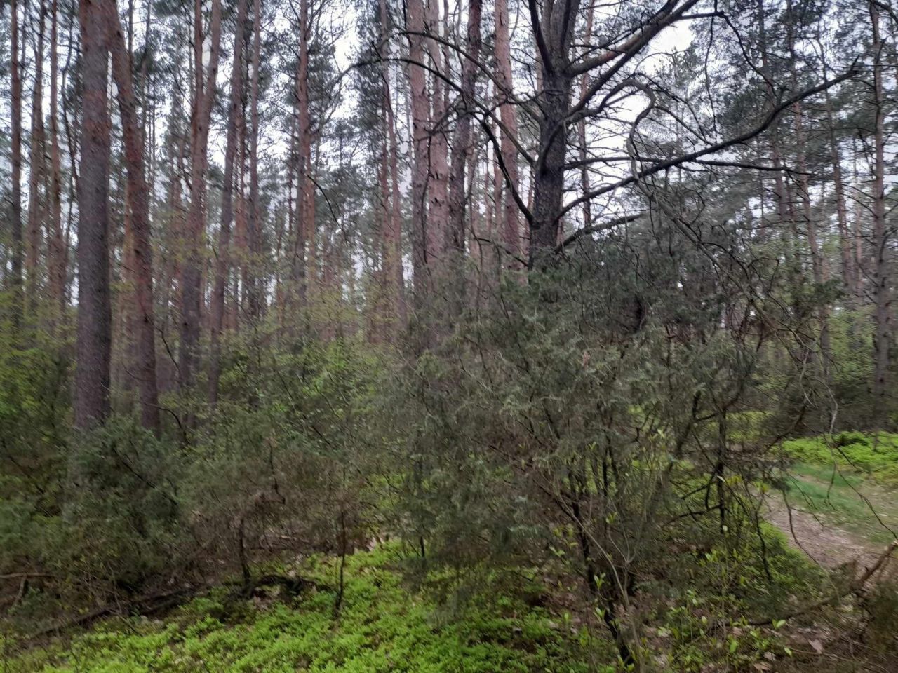 Działka leśna Sinogóra. Zdjęcie 2