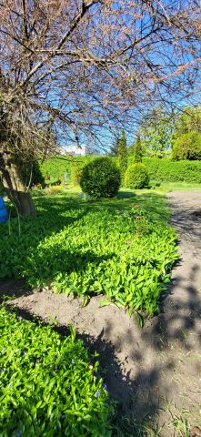 Działka rod Nowe Skalmierzyce, ul. Polna. Zdjęcie 1