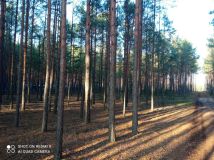 Działka leśna Karolinów. Zdjęcie 2