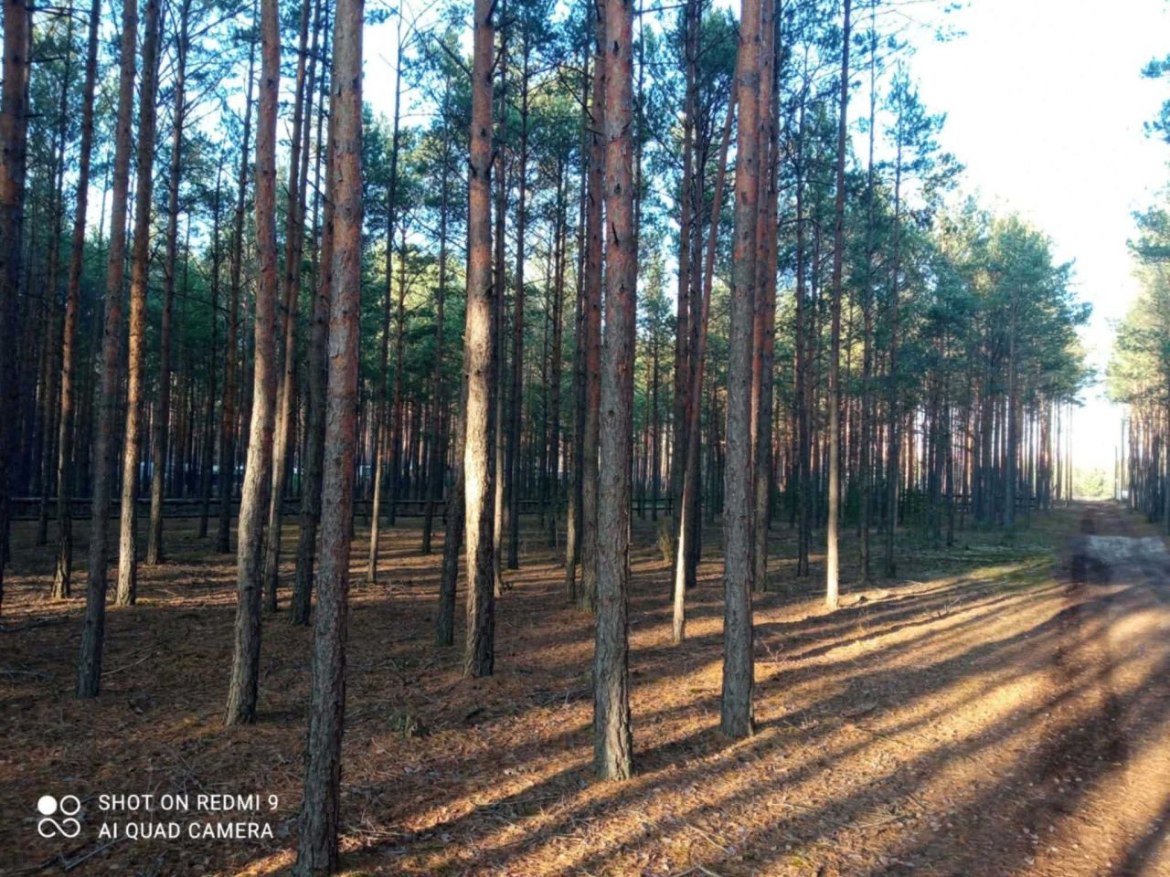 Działka leśna Karolinów. Zdjęcie 3