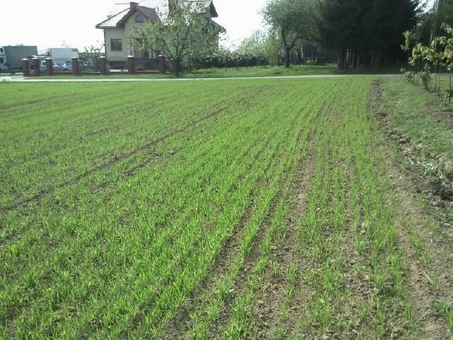 Działka budowlana Bogucin. Zdjęcie 7