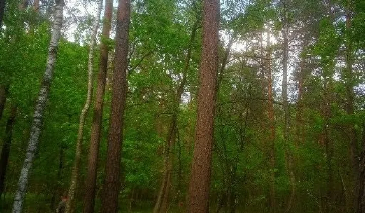 Działka leśna Kunów