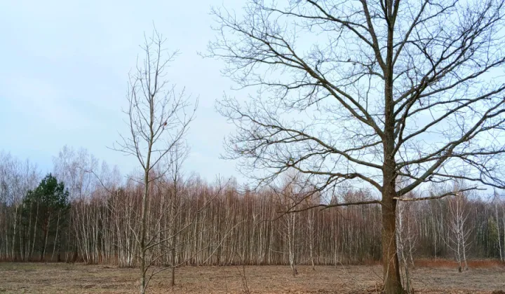 Działka budowlana Koryta