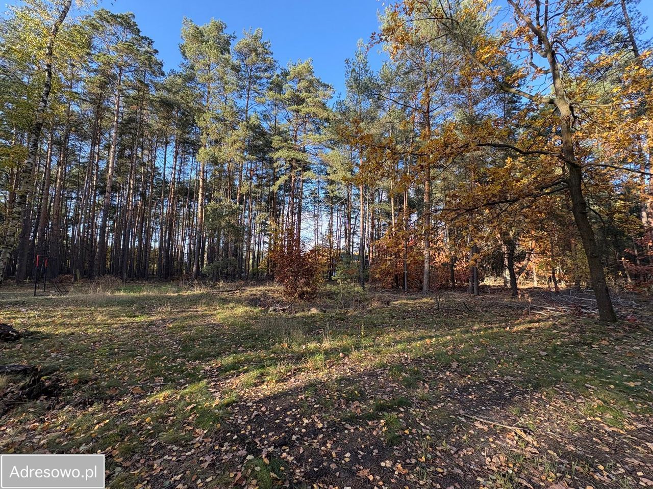 Działka leśna Marynin, ul. Gospodarcza. Zdjęcie 9
