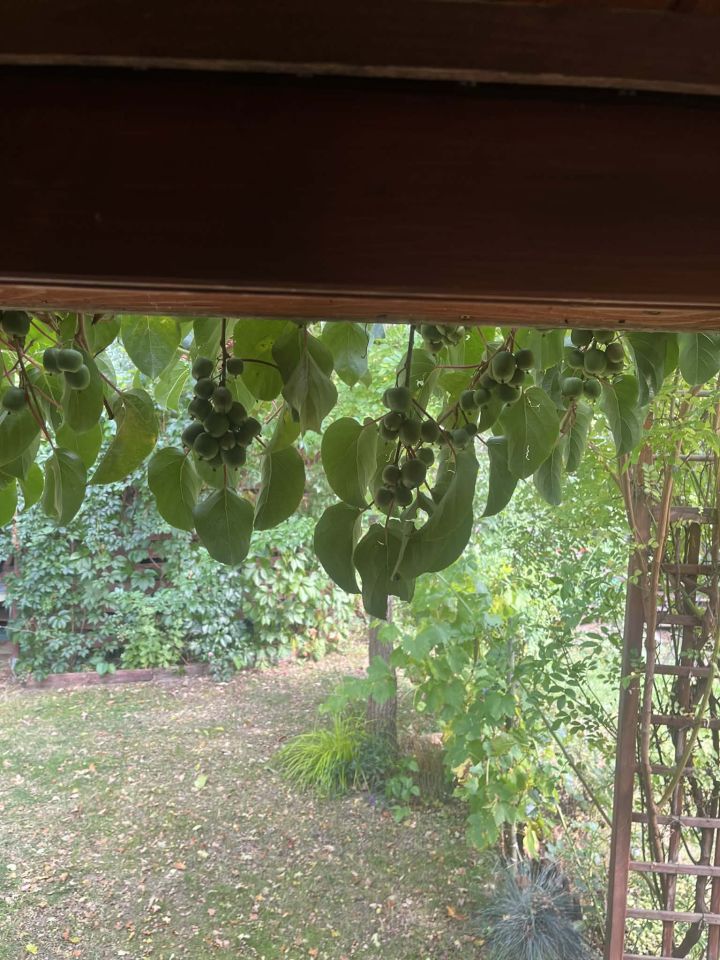 Działka rekreacyjna Jaroszowice Zbywaczówka. Zdjęcie 6