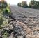 Działka budowlana Świdnik, al. Lotników Polskich. Zdjęcie 1
