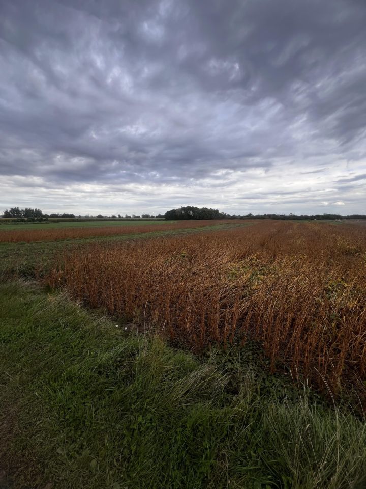Działka rolno-budowlana Drwinia, Drwinia. Zdjęcie 3