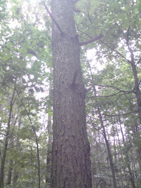 Działka budowlana Ługi. Zdjęcie 4