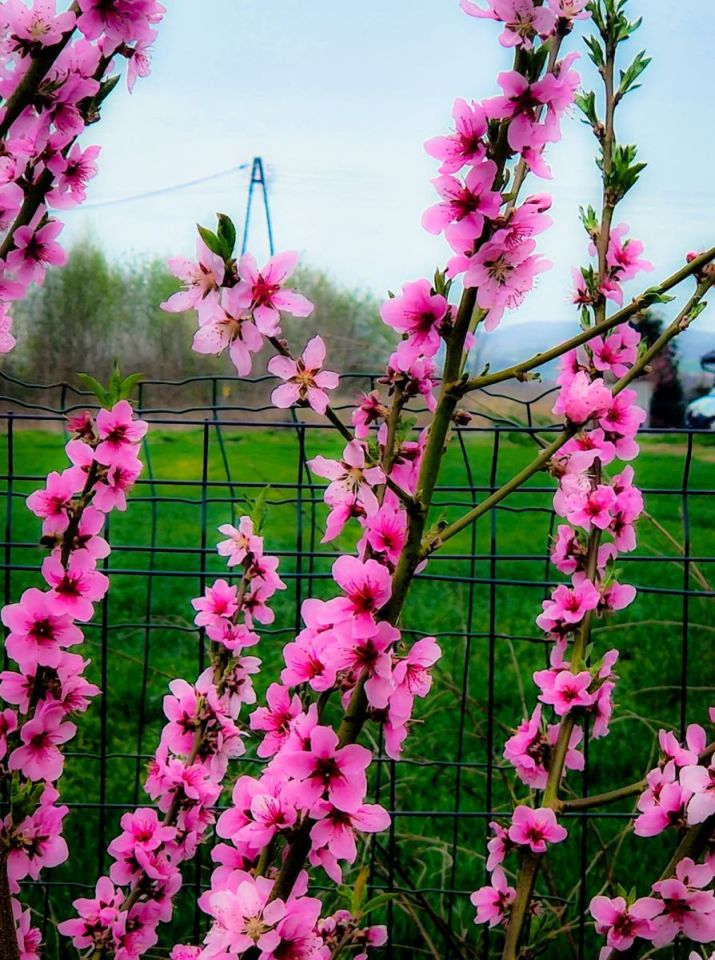 Działka siedliskowa Nowa Wieś Złotoryjska. Zdjęcie 18