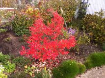 Działka rod Żukowo, ul. Polna. Zdjęcie 2