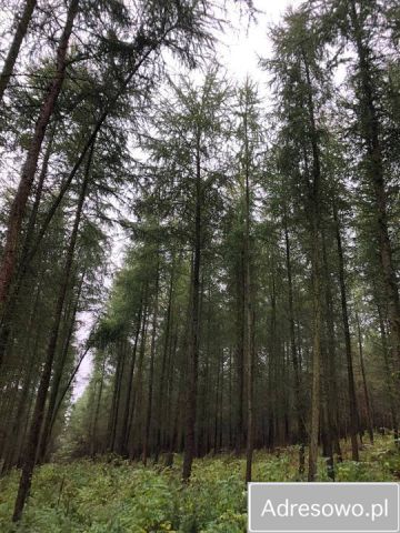 Działka leśna Korytowo. Zdjęcie 1