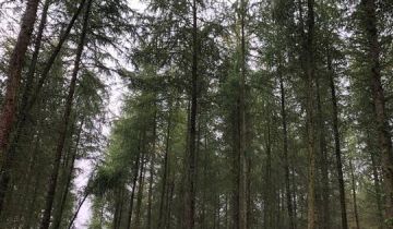 Działka leśna Korytowo