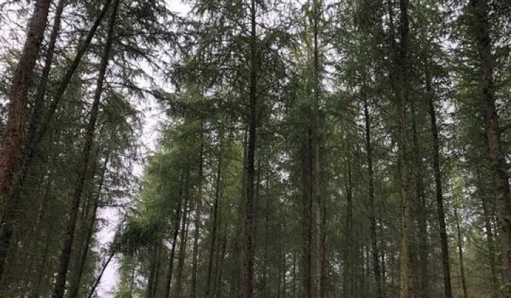 Działka leśna Korytowo