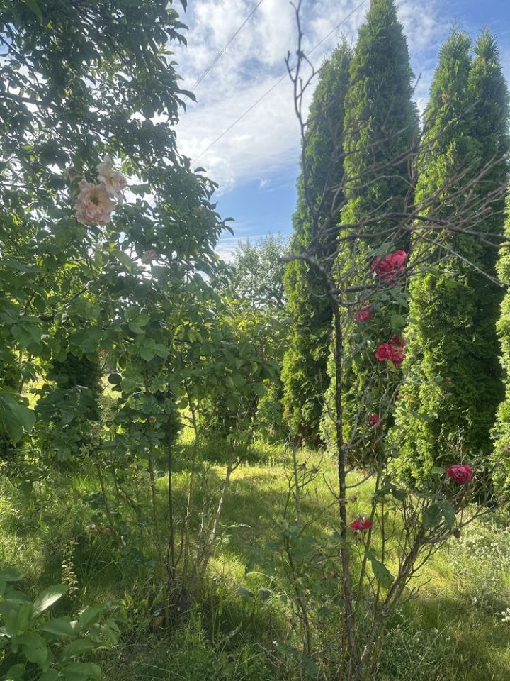 Działka rod Powodowo. Zdjęcie 5