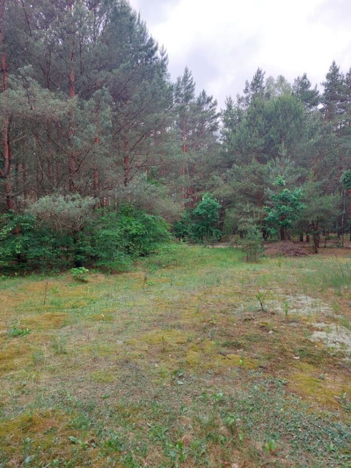 Działka rolno-budowlana Prabuty. Zdjęcie 1