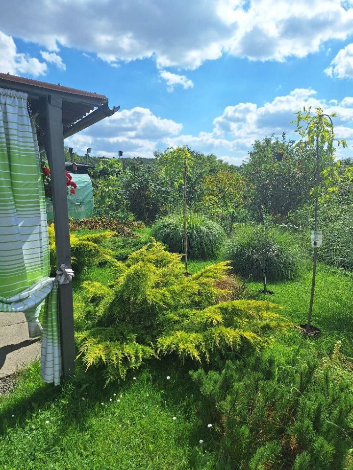 Działka rod Jastrzębie-Zdrój, ul. Wojciecha Korfantego. Zdjęcie 3