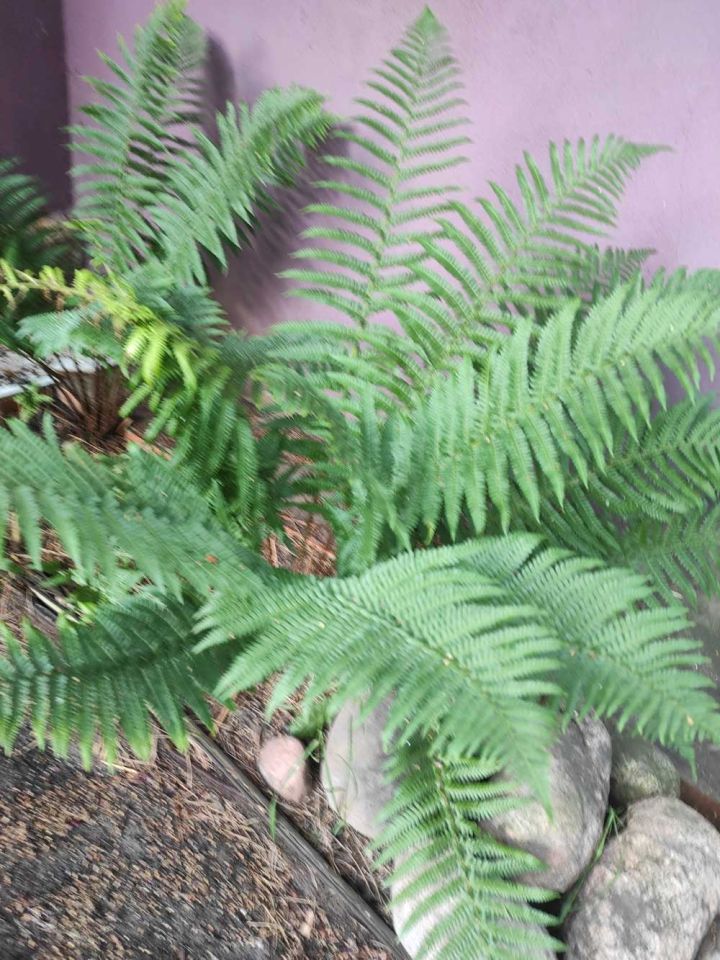 Działka siedliskowa Popowice. Zdjęcie 25