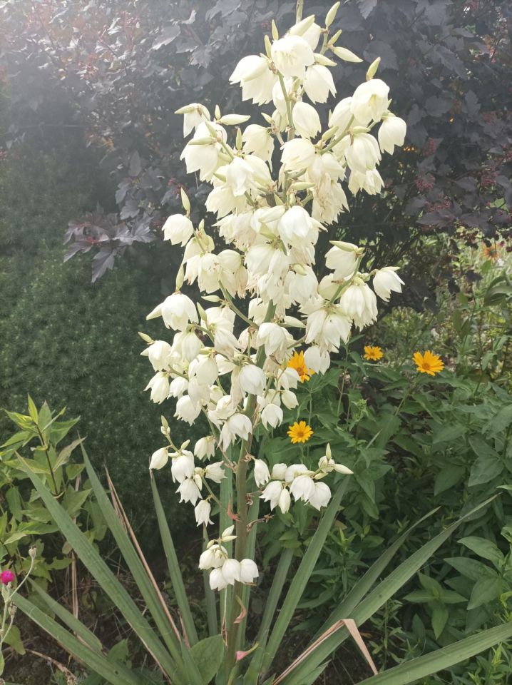 Działka rod Władysławów. Zdjęcie 11