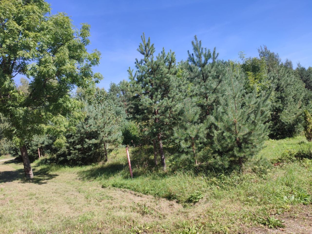 Działka rekreacyjna Pągowiec. Zdjęcie 5