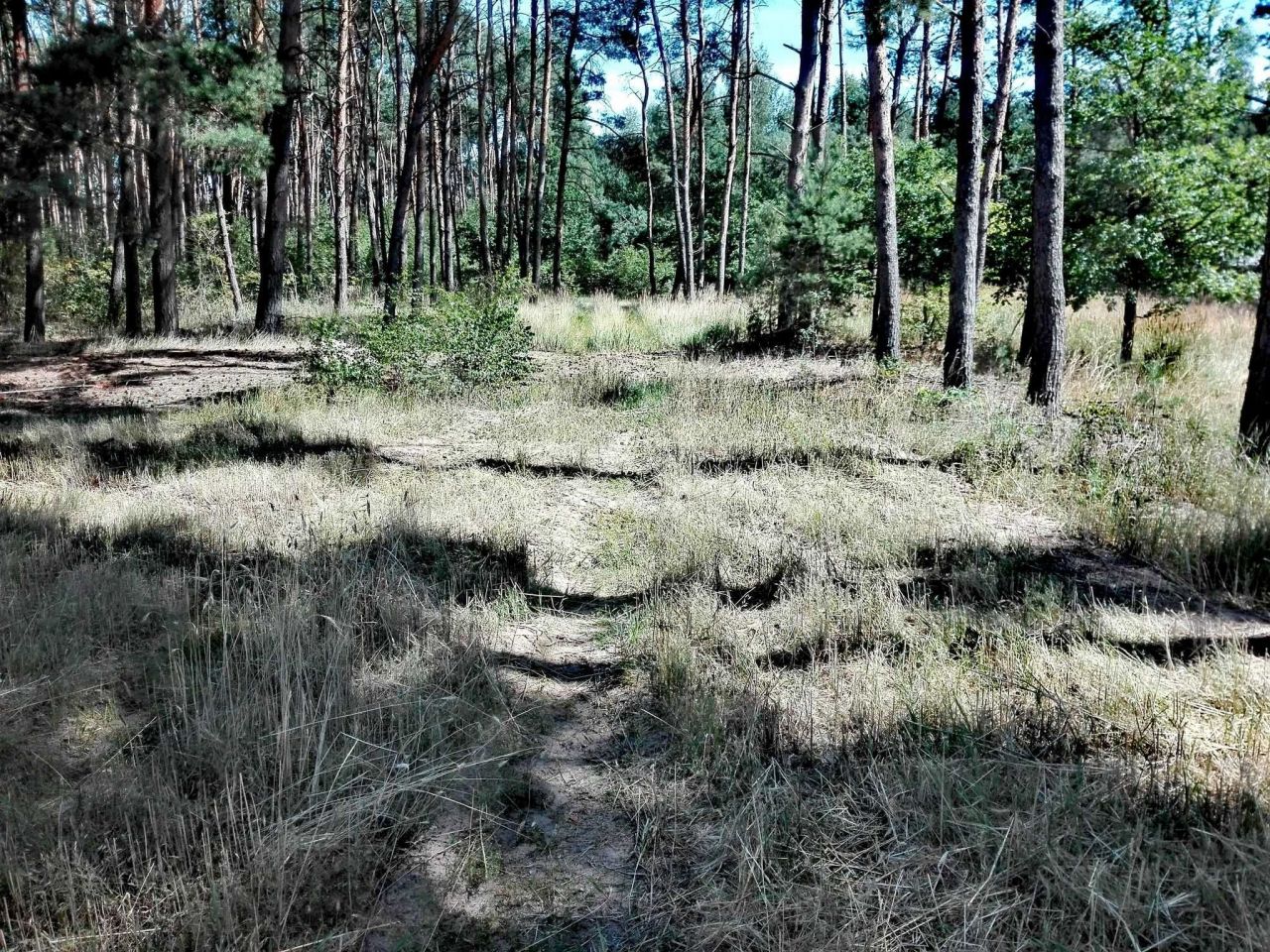 Działka rekreacyjna Wiewiórczyn. Zdjęcie 8