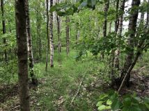 Działka leśna Rychnowy. Zdjęcie 4