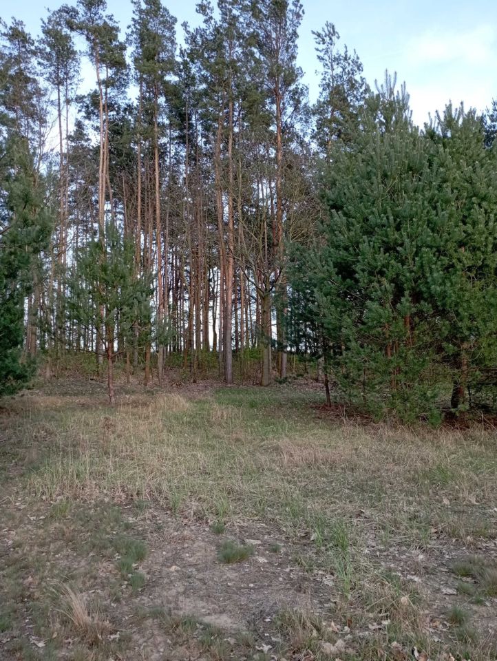 Działka Burlaki. Zdjęcie 4