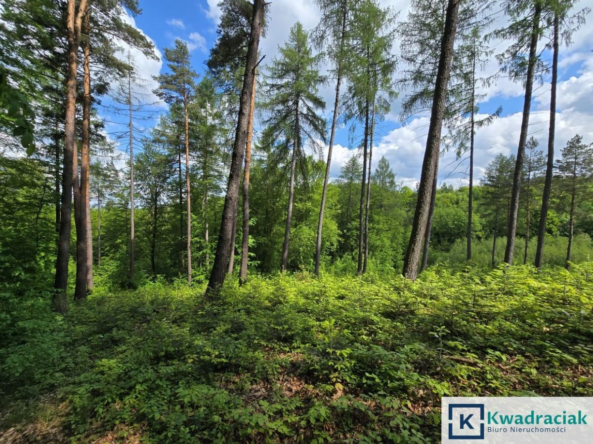 Działka leśna Końskie. Zdjęcie 2