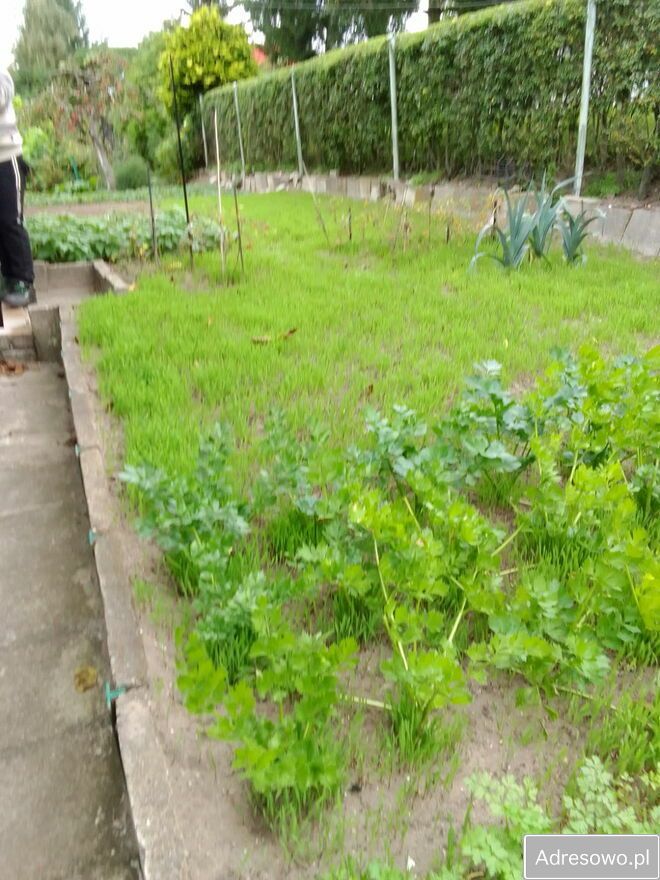 Działka rod Iława. Zdjęcie 7