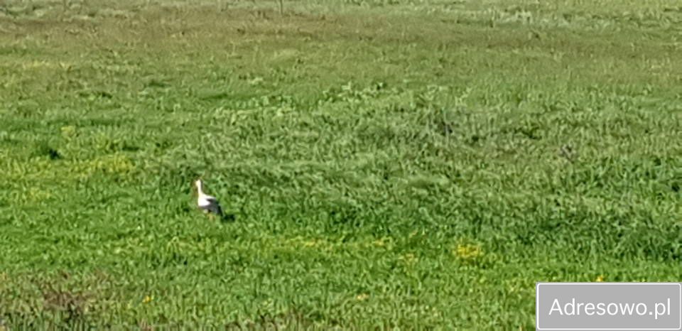 Działka budowlana Nowy Jarosław. Zdjęcie 5