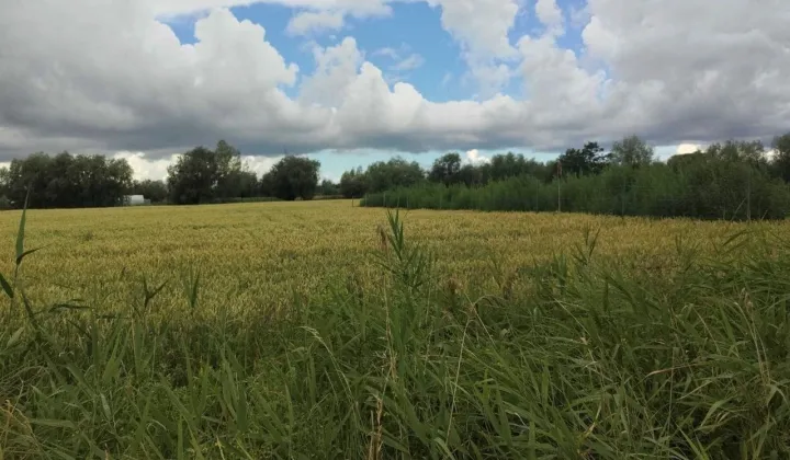Działka budowlana Kobyla Kępa