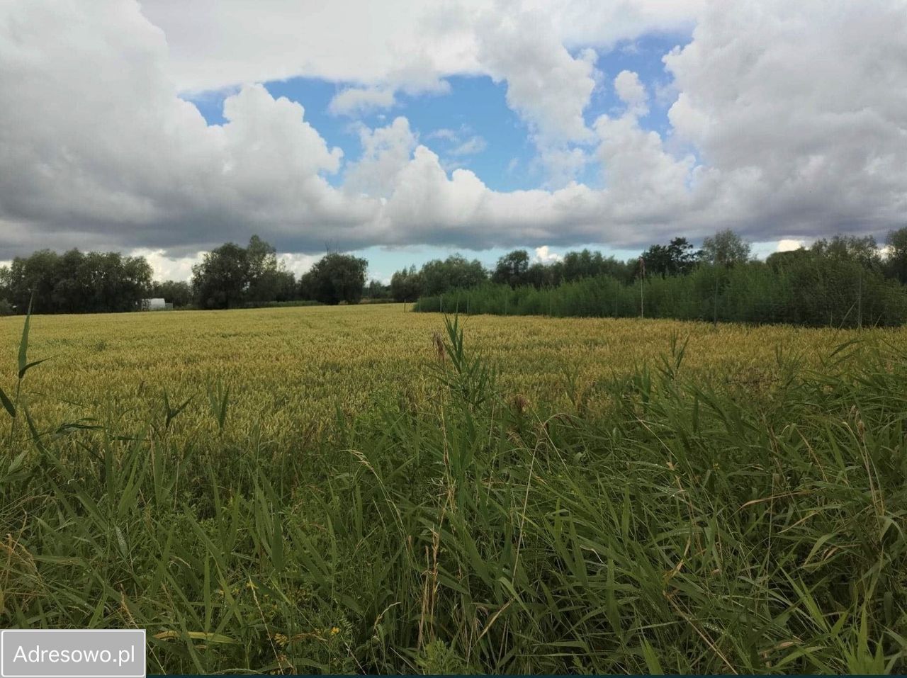 Działka budowlana Kobyla Kępa. Zdjęcie 1