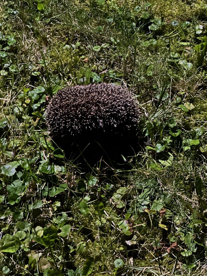 dom wolnostojący, 6 pokoi Kraków Bieżanów, ul. Mała Góra. Zdjęcie 2